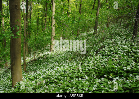 Ramsons ou ail sauvage poussant sur colline boisée Banque D'Images