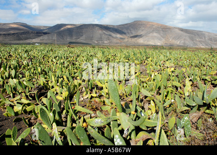 Cactées cultivé pour les coléoptères de cochenille sur Lanzarote Iles Canaries Banque D'Images