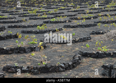 Sol volcanique noir protégé de l'érosion éolienne par des murs en pierre sèche sur l'île de Lanzarote Banque D'Images