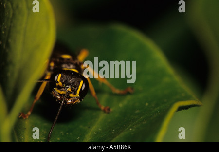 Domaine Digger Wasp (Mellinus arvensis) au Royaume-Uni Banque D'Images