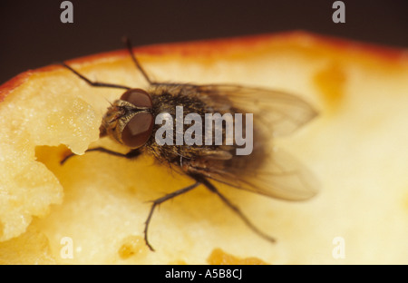 Cluster-Fly (Pollenia rudis) au Royaume-Uni Banque D'Images