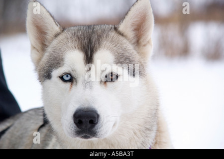 Chien de Traîneau Husky avec deux yeux de couleur différente. Banque D'Images