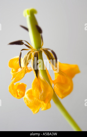 Tulipe jaune séché. Banque D'Images