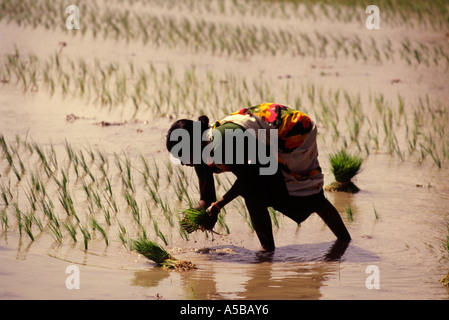 Un travailleur agricole semis Semis dans une rizière Tamil Nadu Inde Banque D'Images