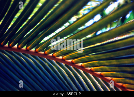 Close up de palmier des Caraïbes à Cuba. Banque D'Images