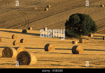 Arbre isolé dans d'immenses plantations d'field with hay bails simple Wiltshire Angleterre Banque D'Images