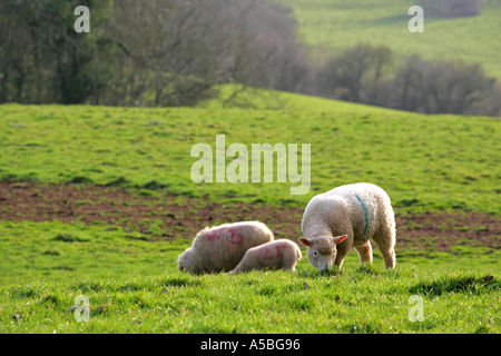 Deux moutons et un nouveau né à l'herbe de pâturage agneau de printemps dans un jardin luxuriant domaine Devon England UK GB Grande-Bretagne Europe Banque D'Images