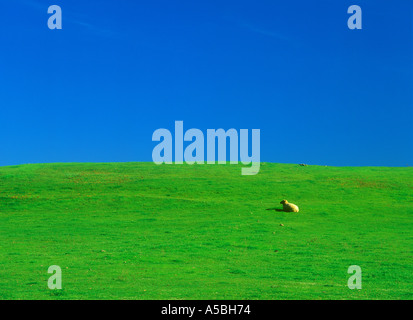 Seul un pan de moutons dans un champ. Banque D'Images