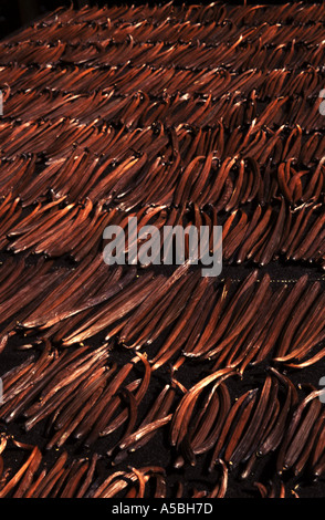 Vanillapods mis à sécher au soleil de Goa Inde Spicefarm Banque D'Images