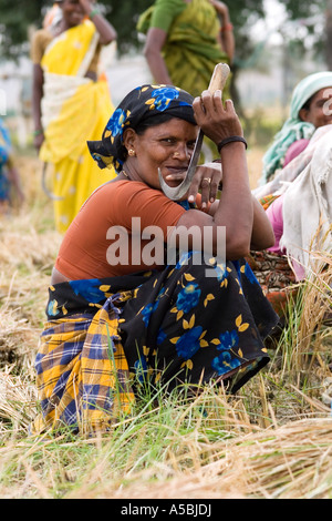Ouvrier agricole indienne riz coupe à la main dans une rizière. L'Andhra Pradesh, Inde Banque D'Images