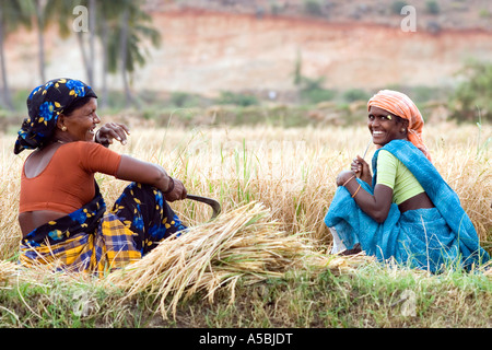 Les femmes indiennes d'ouvriers agricoles de riz de coupe à la main dans une rizière. L'Andhra Pradesh, Inde Banque D'Images