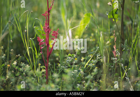 Une variété d'herbe verte et rouge dans un champ de poudre park, Lee Valley Regional Park, Grand Londres, UK Banque D'Images