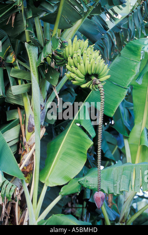 Bananier avec bananes Kauai Hawaii Banque D'Images