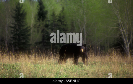 L'ours noir (Ursus americanus) ours adultes en quête de nourriture au début du printemps de l'Ontario du Grand Sudbury Banque D'Images