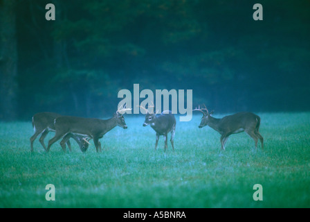 Le cerf de Virginie (Odocoileus virginianus) mâles en six points au cours de sparring rut Great Smoky Mountains, les parcs nationaux, New York Banque D'Images