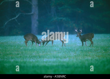 Le cerf de Virginie (Odocoileus virginianus) mâles en six points au cours de sparring rut Great Smoky Mountains, les parcs nationaux, New York Banque D'Images