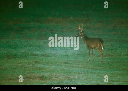 Le cerf de Virginie (Odocoileus virginianus) mâles en six points au cours de sparring rut Great Smoky Mountains, les parcs nationaux, New York Banque D'Images