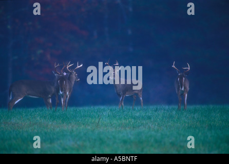 Le cerf de Virginie (Odocoileus virginianus) mâles en six points au cours de sparring rut Great Smoky Mountains, les parcs nationaux, New York Banque D'Images