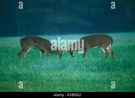 Le cerf de Virginie (Odocoileus virginianus) mâles en six points au cours de sparring rut Great Smoky Mountains, les parcs nationaux, New York Banque D'Images