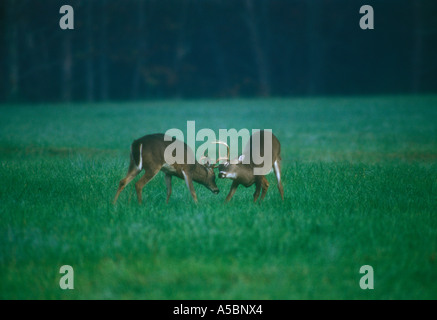 Le cerf de Virginie (Odocoileus virginianus) mâles en six points au cours de sparring rut Great Smoky Mountains, les parcs nationaux, New York Banque D'Images