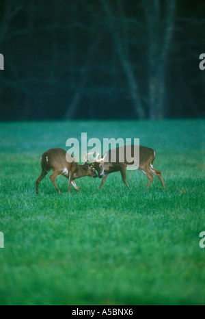 Le cerf de Virginie (Odocoileus virginianus) mâles en six points au cours de sparring rut Great Smoky Mountains, les parcs nationaux, New York Banque D'Images