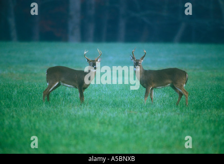 Le cerf de Virginie (Odocoileus virginianus) mâles en six points au cours de sparring rut Great Smoky Mountains, les parcs nationaux, New York Banque D'Images