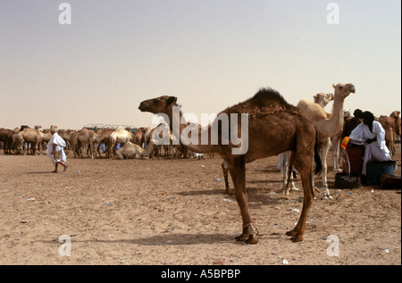 Traders au marché aux chameaux, Nouakchott, Mauritanie Banque D'Images