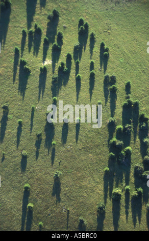 Vue aérienne des arbres sur un vol en ballon en début de soirée, le centre de la France Auvergne Banque D'Images