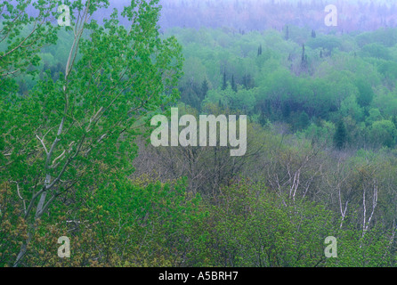 Forêt de printemps à partir de la falaise vue sur la piste de tasse et soucoupe, l'Île Manitoulin (Ontario) Banque D'Images