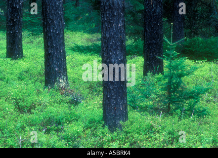 Le pin rouge des troncs d'arbustes et les semis d'épinette dans les forêts boréales, Cartier, Ontario, Canada Banque D'Images