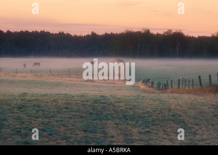 Brume matinale en pâturage avec clôture et les chevaux, le Grand Sudbury, Ontario, Canada Banque D'Images