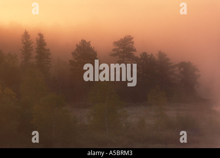 De pins et de bouleaux avec aube lumière sur les brouillards au bord du marais, le Grand Sudbury, Ontario, Canada Banque D'Images