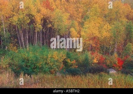 White Birch Grove et les saules au bord de l'étang de castors Grand Sudbury (Ontario) Banque D'Images