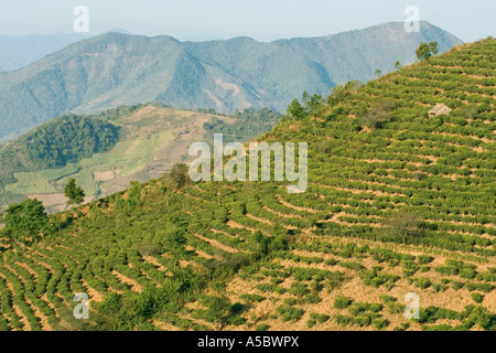 Les champs de thé de montagne Xiding Chine Xishuangbanna Banque D'Images