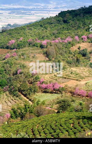 La canne à sucre et champs de thé près de Xiding Chine Xishuangbanna Banque D'Images