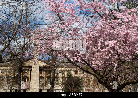 Fleur de printemps sur Queen Square Bath Angleterre Banque D'Images