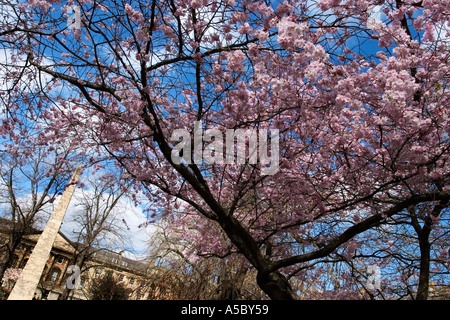 Fleur de printemps sur Queen Square Bath Angleterre Banque D'Images