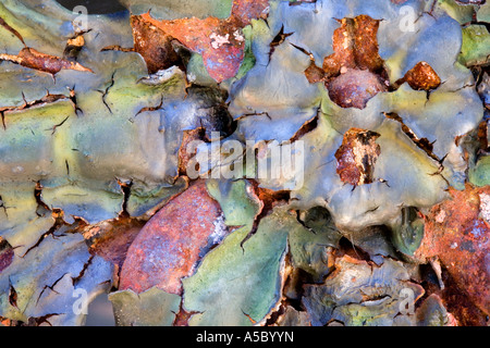 La rouille détails Still Life La Recoleta Cemetery Le cimetière de Recoleta Buenos Aires Argentine Amérique du Sud Banque D'Images