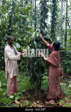 Les producteurs de vanille vanille Fairtrade la récolte qu'ils vendent à la sorbetière Ben et Jerrys en UK Banque D'Images