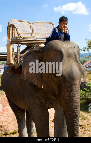 Garçon de la circonscription un éléphant Hongsa Laos Banque D'Images