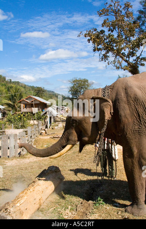 L'Éléphant de pousser un journal avec son tronc ou tête Hongsa Laos Banque D'Images