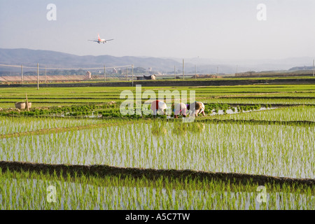 L'atterrissage de l'avion derrière les agriculteurs chinois le repiquage du riz dans les champs Jinghong, Chine Banque D'Images