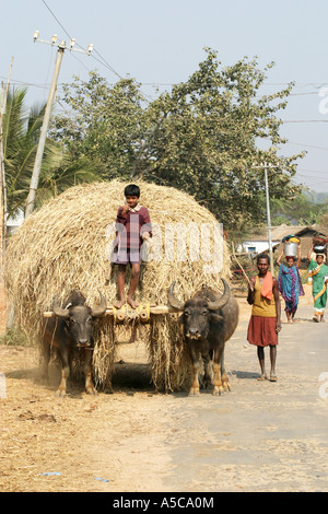 Jeune garçon indien au volant d'une charrette avec une lourde charge de foin le long d'une route dans l'Orissa, en Inde. Banque D'Images