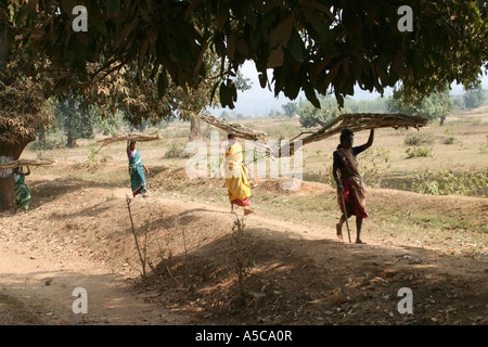 Les femmes portant de lourdes charges sur la tête de la façon traditionnelle dans le Desia Kondh, zone tribale de l'Orissa, Inde Banque D'Images