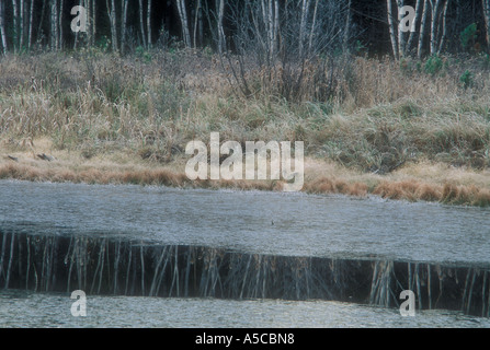 Ouvrez l'eau et l'herbe givrée au début de l'hiver étang de castors. Banque D'Images