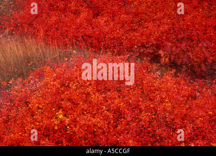 Fragrant sumac (Rhus aromatica) arbuste en bordure de couleur en automne, avec des graminées, Cheboygan Michigan, USA Banque D'Images