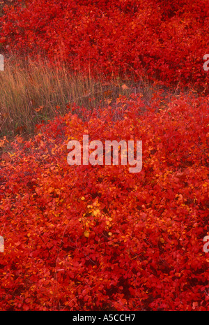 Fragrant sumac (Rhus aromatica) arbuste en bordure de couleur en automne, avec des graminées, Cheboygan Michigan, USA Banque D'Images