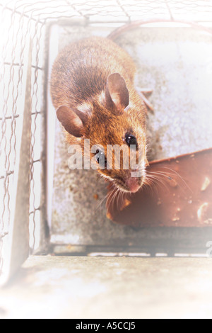 Souris dans un piège Banque D'Images