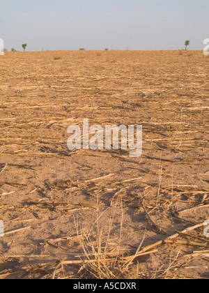 Champs de tiges de maïs sec au Mali, "l'Afrique de l'ouest" Banque D'Images