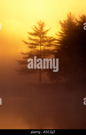 Soleil levant passer à travers le brouillard à l'aube silhouette de pin blanc sur le point de petit lac, le Grand Sudbury, Ontario, Canada